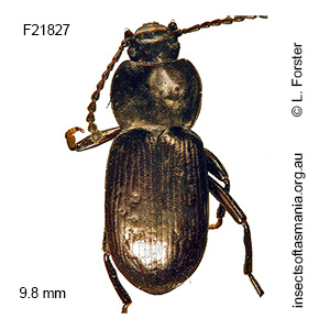 Nolicima ANIC sp AD60
