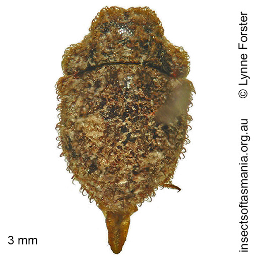 Species image