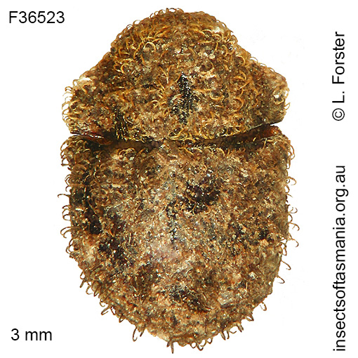 Species image