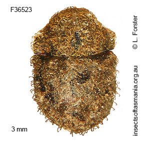 Nothochaetes fasciculatus