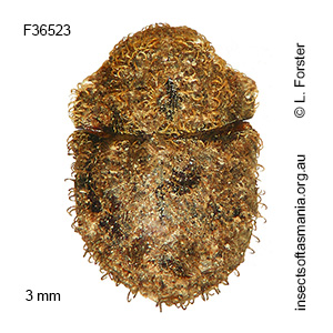 Nothochaetes fasciculatus
