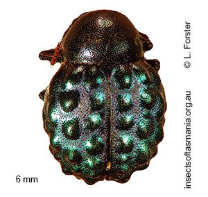 Notolioon carissimus