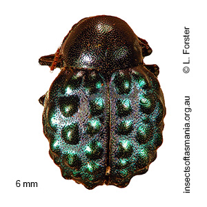 Notolioon carissimus