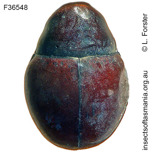 Species image