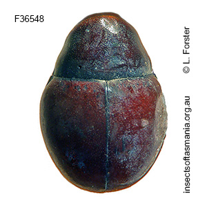Notolioon globosus
