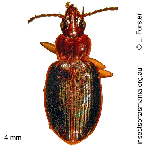Species image