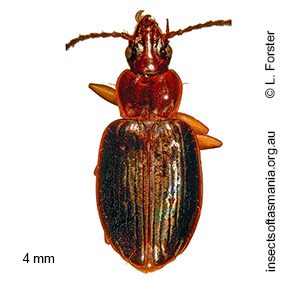 Paratrechodes macleayi