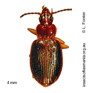 Paratrechodes macleayi