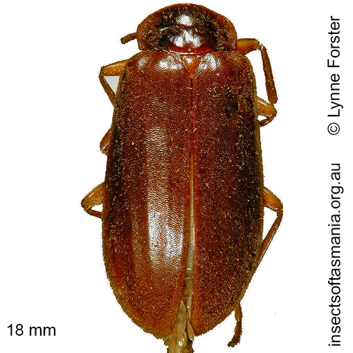 Species image