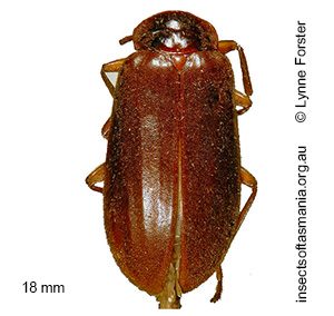 Peneveronatus tasmanicus