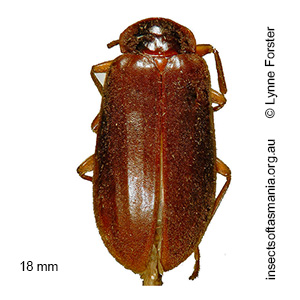 Peneveronatus tasmanicus
