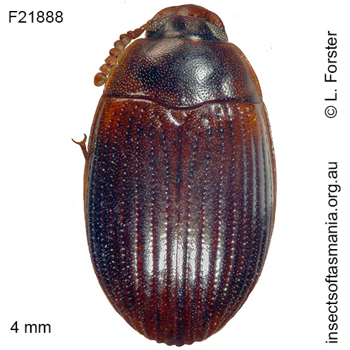 Species image