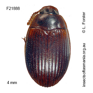 Platydema limacella