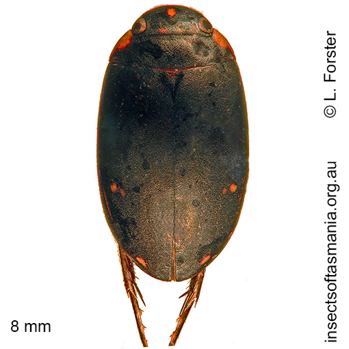 Species image