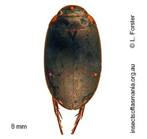 Platynectes tasmaniae