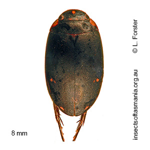 Platynectes tasmaniae
