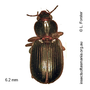 Pogonoschema sloanei