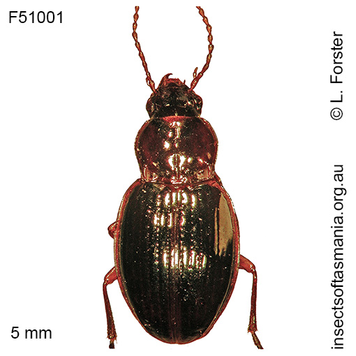 Species image