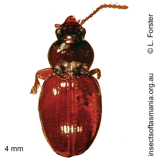 Species image