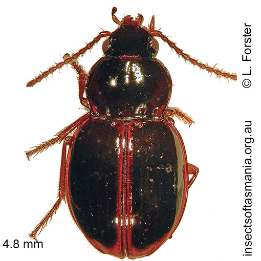 Species image