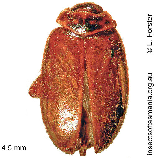 Species image