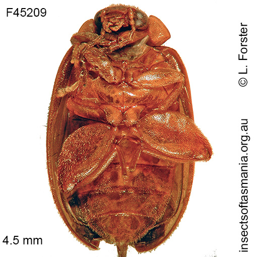 Species image