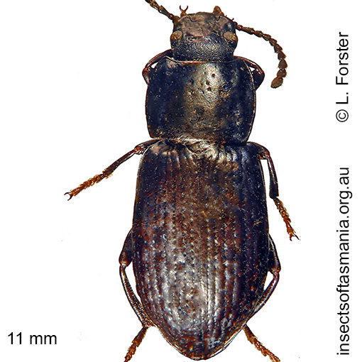 Species image