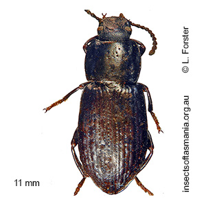 Seirotrana elongata