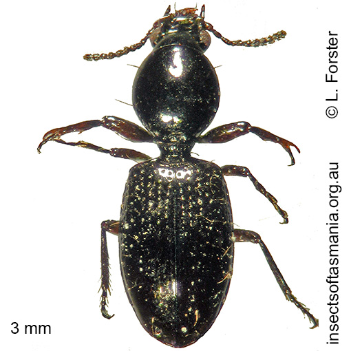 Species image
