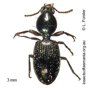 Setodyschirius sp nr stephensii