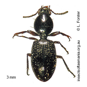Setodyschirius sp nr stephensii