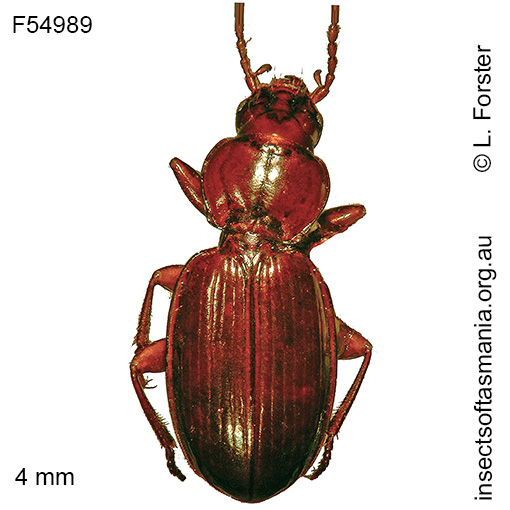 Species image