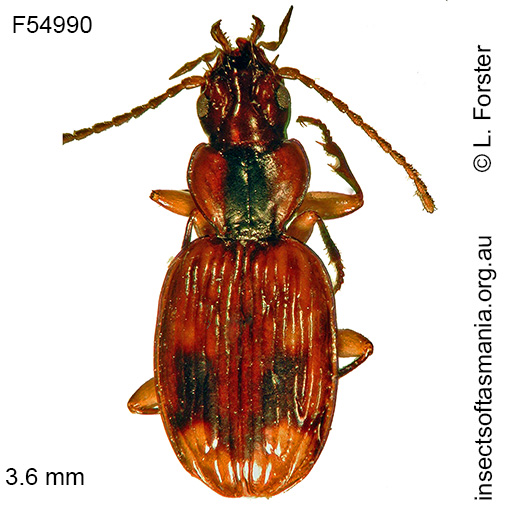 Species image