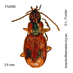 Sloanella simsoni
