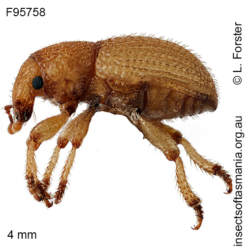 Species image