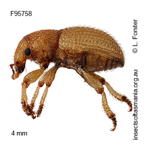 Aphela algarum