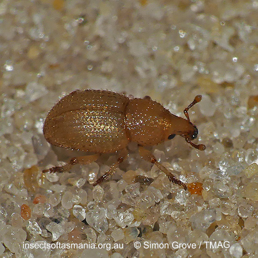 Species image