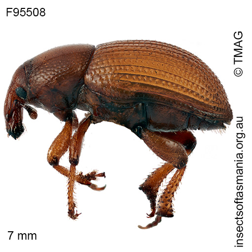 Species image