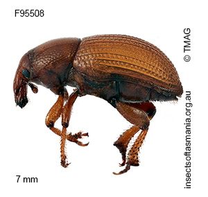 Aphela helopoides