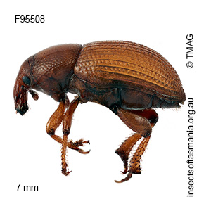 Aphela helopoides