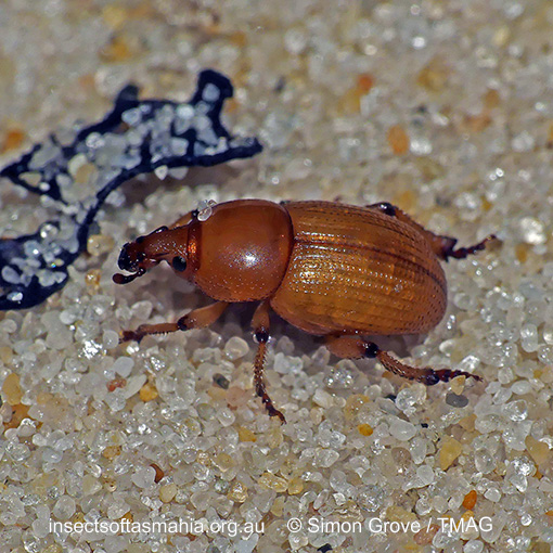 Species image
