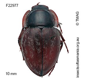 Edylius canescens