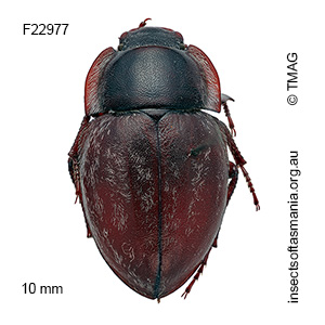 Edylius canescens