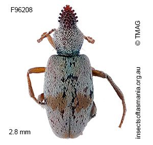 Mecynotarsus leai
