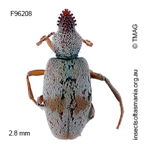 Mecynotarsus leai