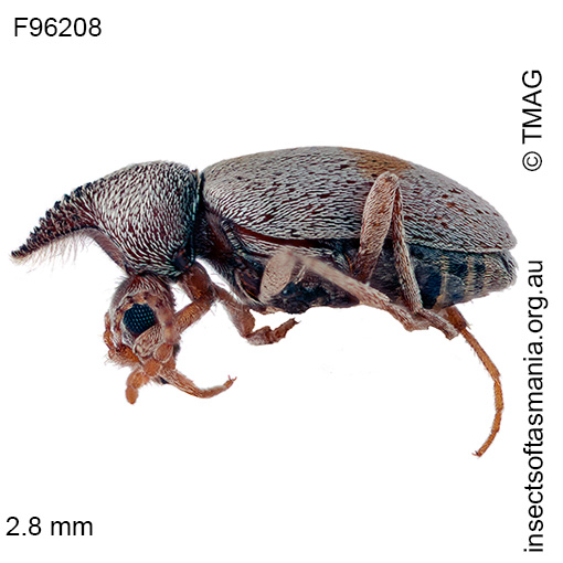 Species image