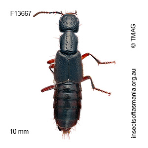 Cafius pacificus