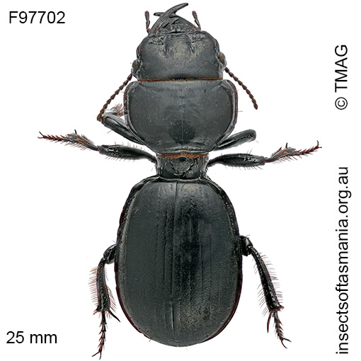 Species image