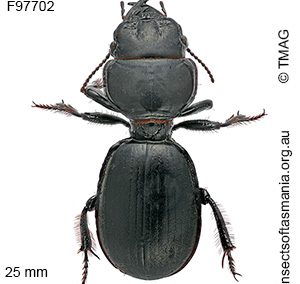 Scaraphites rotundipennis