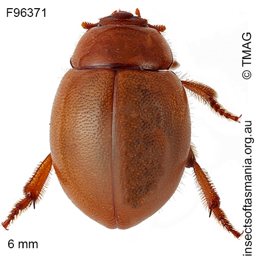 Species image